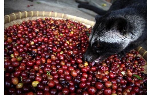 Scan Reveals If Your Civet Poo Coffee Really Comes From Civet Poo