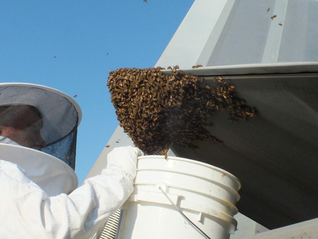 Removing Bees From A Jet