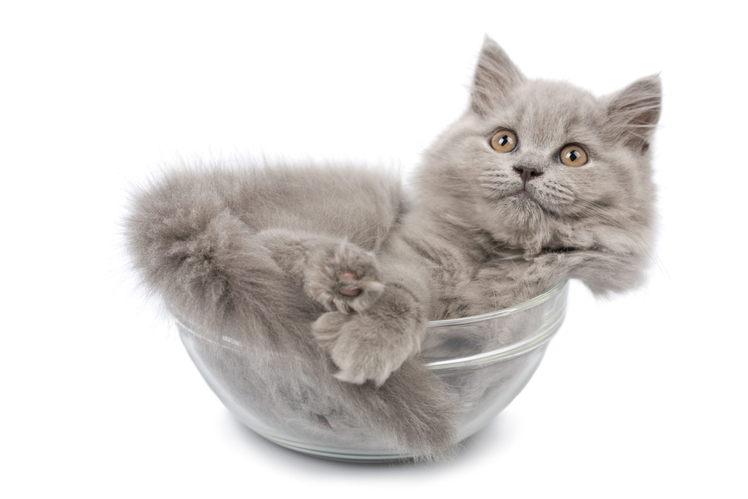 This year’s Ig Nobel prizes for unusual research honored old man ears and the fluidity of cats