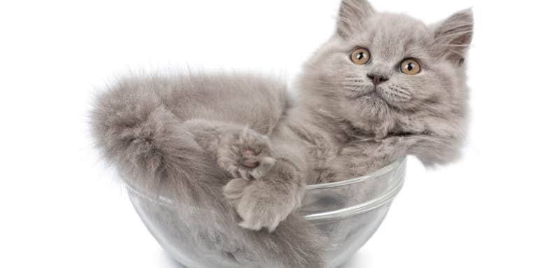 This year’s Ig Nobel prizes for unusual research honored old man ears and the fluidity of cats