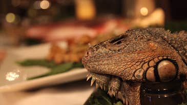 At The Explorers Club Annual Dinner, Invasive Species Are On The Menu