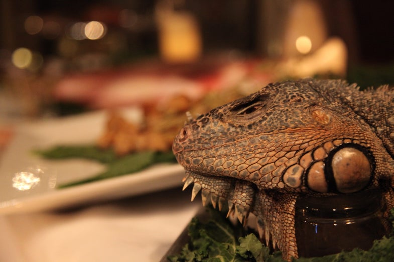 Invasive species are on the menu for the Explorers Club Annual Dinner. Green iguanas, originally from the neotropics, are overwhelming Puerto Rico and Southern Florida.