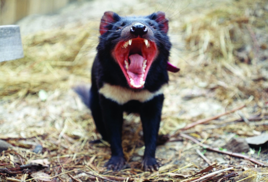 Tasmanian Devils Might Be Evolving To Resist Contagious Cancer