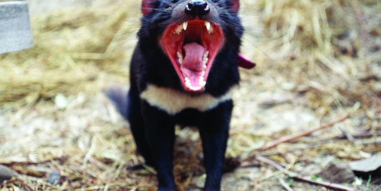 Tasmanian Devils Might Be Evolving To Resist Contagious Cancer