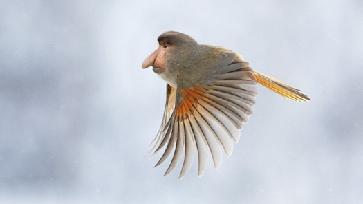 A Monkey-Bird Mashup And Other Amazing Images From This Week