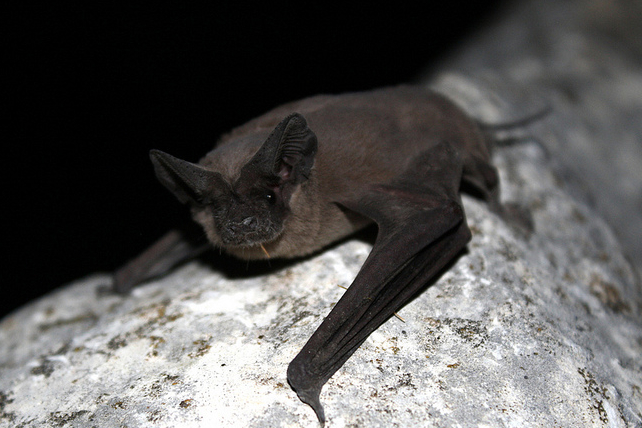 Male Bats Bust Out Complex Serenades To Woo The Ladies