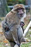 Barbary macaques, found in Gibraltar and the Atlas Mountains of Algeria and Morocco, are <a href="http://www.nytimes.com/2010/06/15/science/15fath.html">matriarchal and polygamous, and the rearing duties of all offspring fall to the males</a>. However, the social import of this practice goes beyond mere care: an adult male toting around one or more infant macaques (regardless of whether or not they are his offspring) signals to other males his power and status, and also to some extent signals to females his worth as a capable mate. In the societies of Barbary macaques, the males compete with one another to prove themselves the best, or most capable, dad. <strong>Nature's Dad of the Year award for</strong>: taking parenting so seriously it becomes a point of pride.