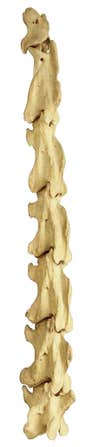 This is what a giraffe neck looks like. <a href="http://svpow.com/">Sauropod Vertebra Picture of the Week</a> posts stuff like this every week (niche interests!). We'll wait here while you scroll down.