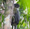 By late last year, researchers had thought the grizzled langur, a native of Borneo, extinct, due to rapidly diminishing forest areas. But a recently published journal article reveals that they've been found again, in a national forest preserve in the eastern part of the island. They're still exceedingly rare, but this is still great news. Read more at <a href="http://www.wired.com/wiredscience/2012/01/grizzled-langurs/?pid=2885&amp;viewall=true">Wired</a>.