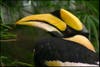 The <a href="http://www.rainforestanimals.net/rainforestanimal/greathornbill.html">male great hornbill is another dedicated, protective father</a>. Great hornbills are found in India, Southeast Asia, Indonesia, and Nepal, and surrounding areas. In courtship, males sometimes battle and clash into one another mid-air, and the victorious male wins the favor of a female. After mating, and just prior to laying her eggs, the female will find a tree hollow where she can settle in and care for the eggs – one or two, usually. Next, the male will gather feces to seal possible points of entry and ensure that the female is safe and secure from predators. Yet he will leave a small opening where he can <a href="http://www.youtube.com/watch?v=pn4xO8UsUJA">deposit gathered food</a>. The female stays in the tree hollow for over a month until the young hornbill is ready to venture out into the outside world. Given the required homebuilding materials, and the dedication to providing sustenance, the male great hornbill is quite an impressive father. <strong>Nature's Dad of the Year award for</strong>: helicopter parenting.