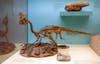<a href="http://www.sciencemag.org/content/322/5909/1826.full">Recent fossil evidence suggests</a> that the adult males of some dinosaur species brooded their offspring's eggs, at least part of the time. Various species, such as the oviraptor and the troodon, were found fossilized while brooding eggs, and the composition of the adults' bones suggests that they were male. Researchers from Montana State University speculate that the priorities of some dinosaur mothers transitioned from primary care to gathering food and laying more eggs, resulting in the need for other, at least part-time, incubators – males. <strong>Nature's Dad of the Year award for</strong>: giving mom dinos a much-needed break.