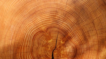 Tree rings contain secrets from the forest
