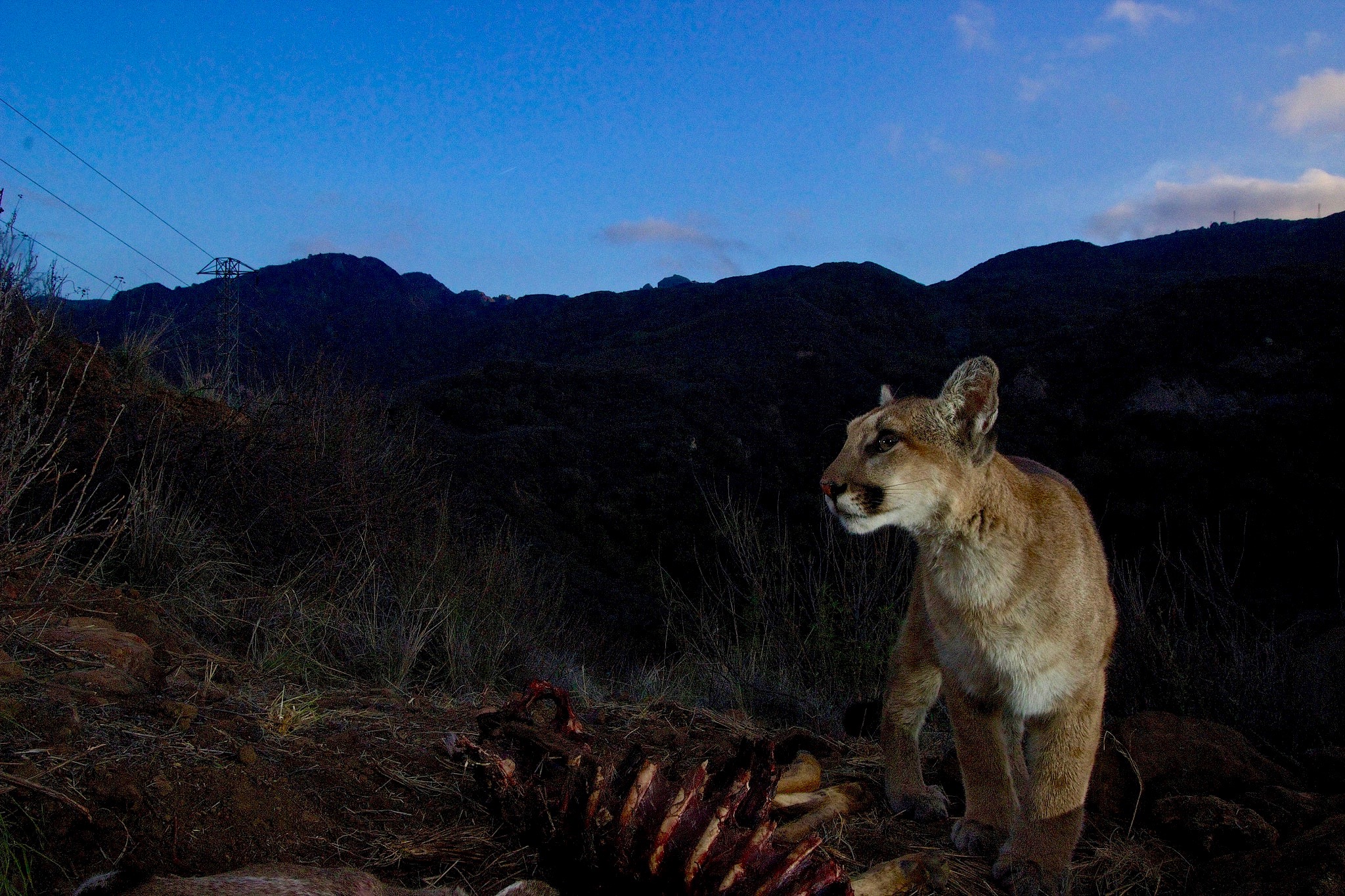 Southern California’s mountain lions might soon go extinct