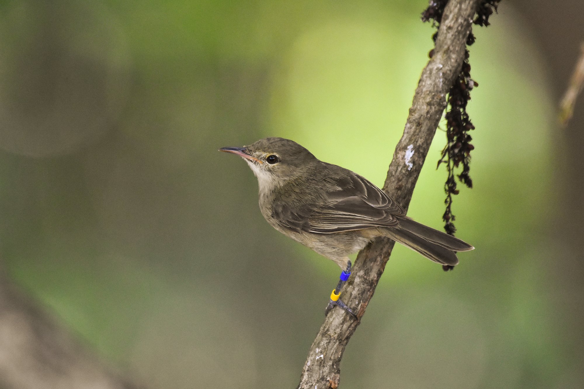 Warblers live longer with a little child-rearing help from their friends
