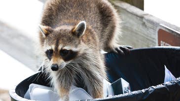 How to keep raccoons and possums away from your house