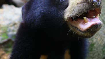 Sun bears mimic faces just like us, and it’s raising some eyebrows