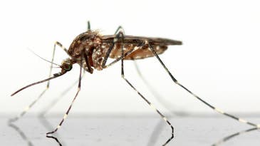 Rising temperatures will help mosquitos infect a billion more people