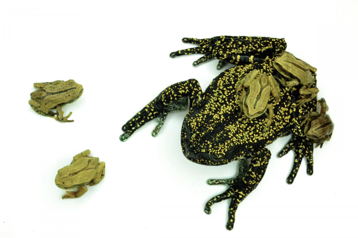 Earth’s most invasive species is a frog-killing fungus