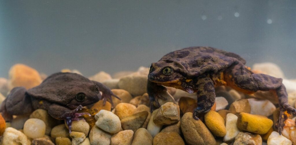 Romeo and Juliet frogs Global Wildlife Conservation