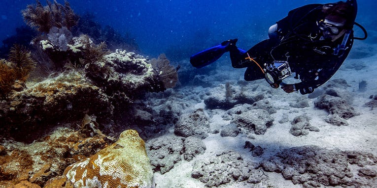 A mysterious disease is ravaging Florida’s coral, and now it might be spreading elsewhere