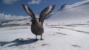 Antarctic Birds Remember Which Humans Have Wronged Them