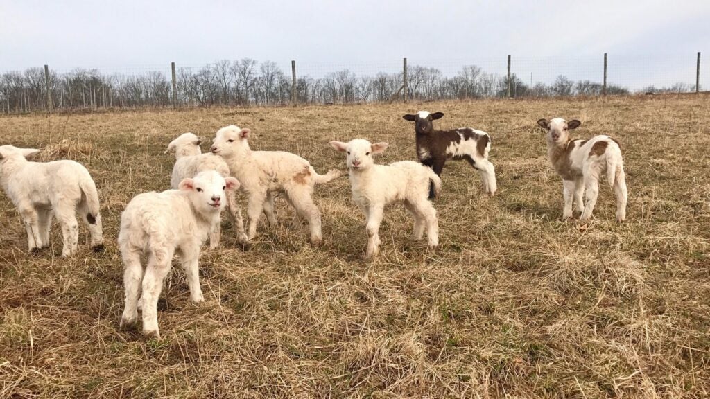 Lambs on Plowshare Farms, an organic farm in Pipersville, Pennsylvania.