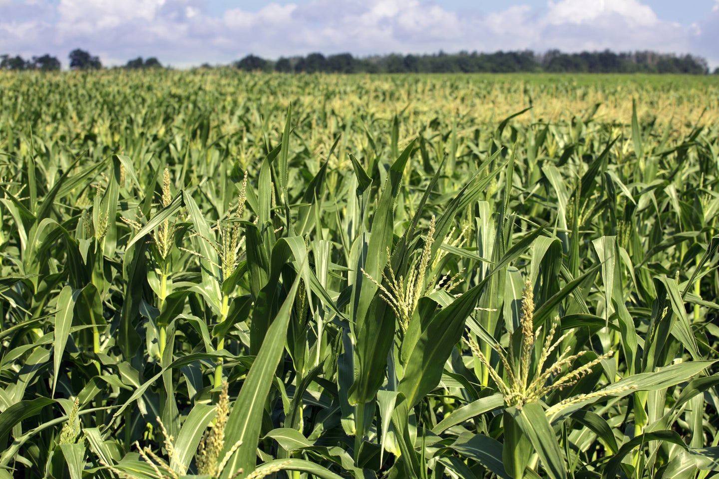 Corn production graphics