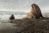 two walruses on a beach
