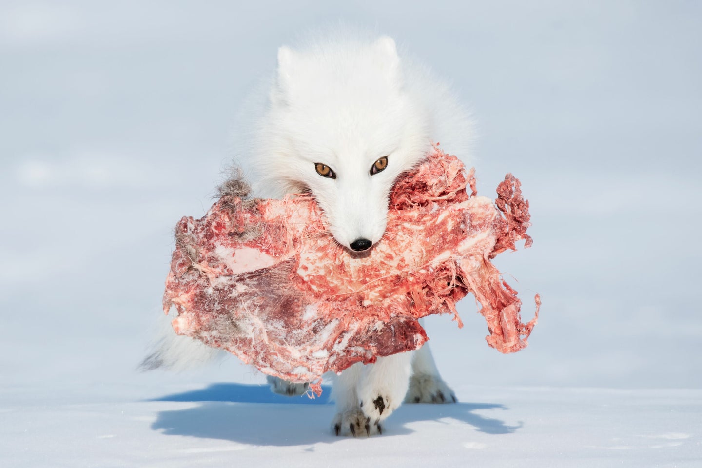 an arctic fox carrying meat