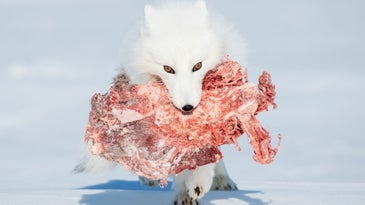an arctic fox carrying meat