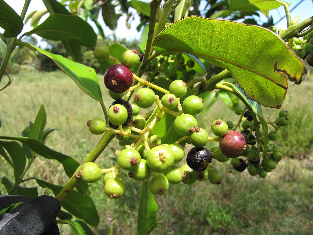 a green plant with green and dark red pods
