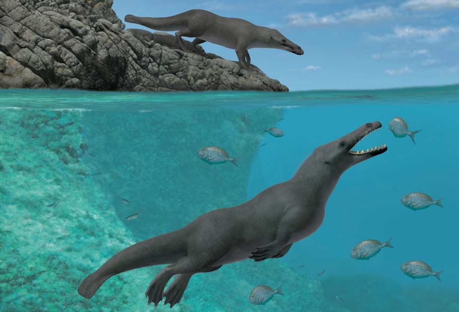 Four-legged whales once straddled land and sea | Popular Science