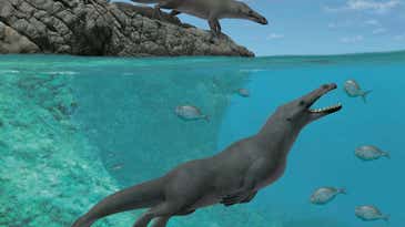 Four-legged whales once straddled land and sea