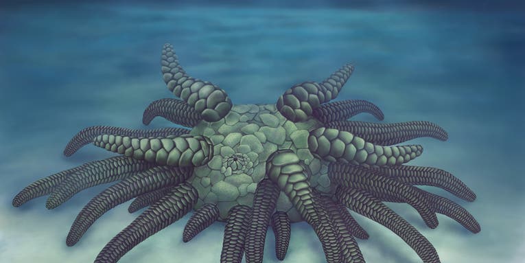 This ancient sea creature had 45 tubular tentacles and will haunt your dreams