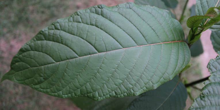 Kratom is all the rage, but this natural supplement can be dangerous