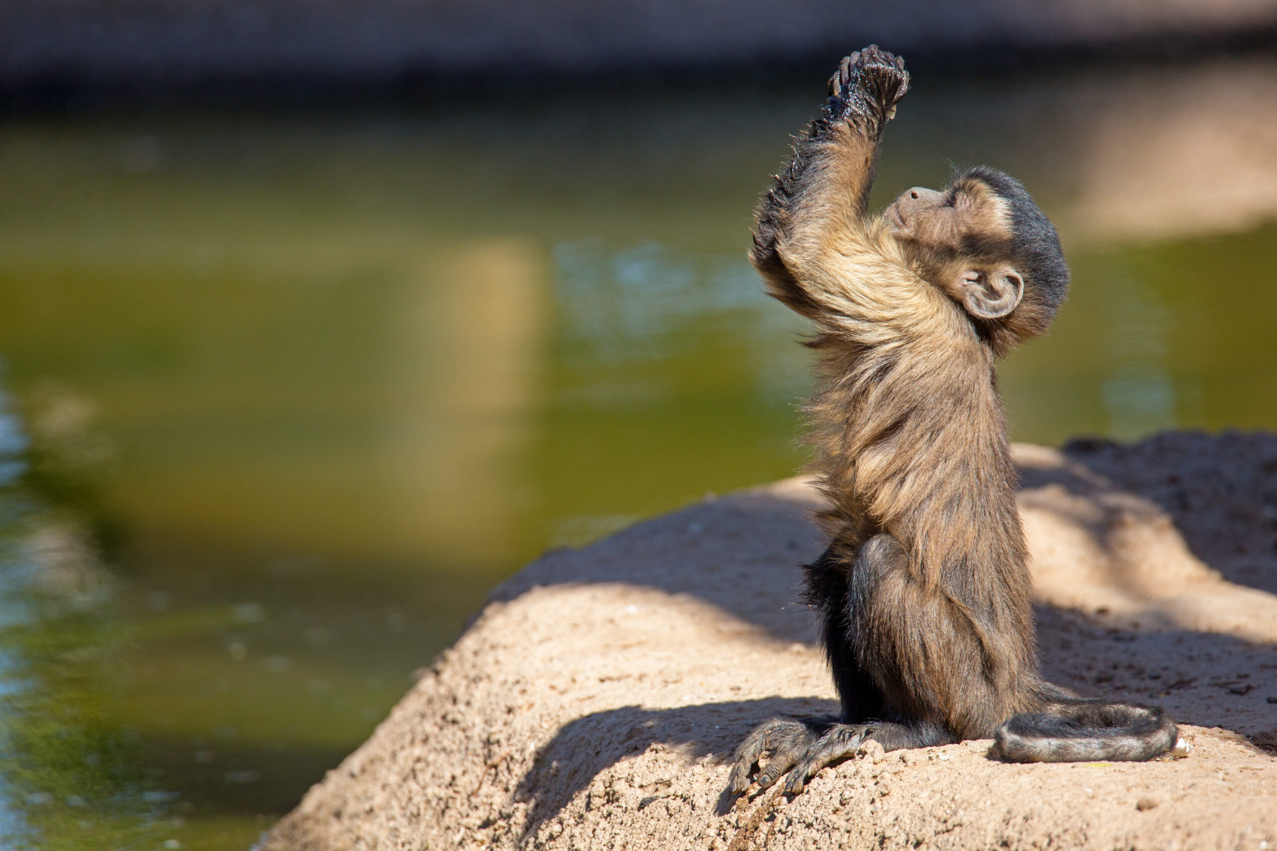 Cute young baby brown tufted Capuchin monkey looking up and raising his hands like he is begging or praying