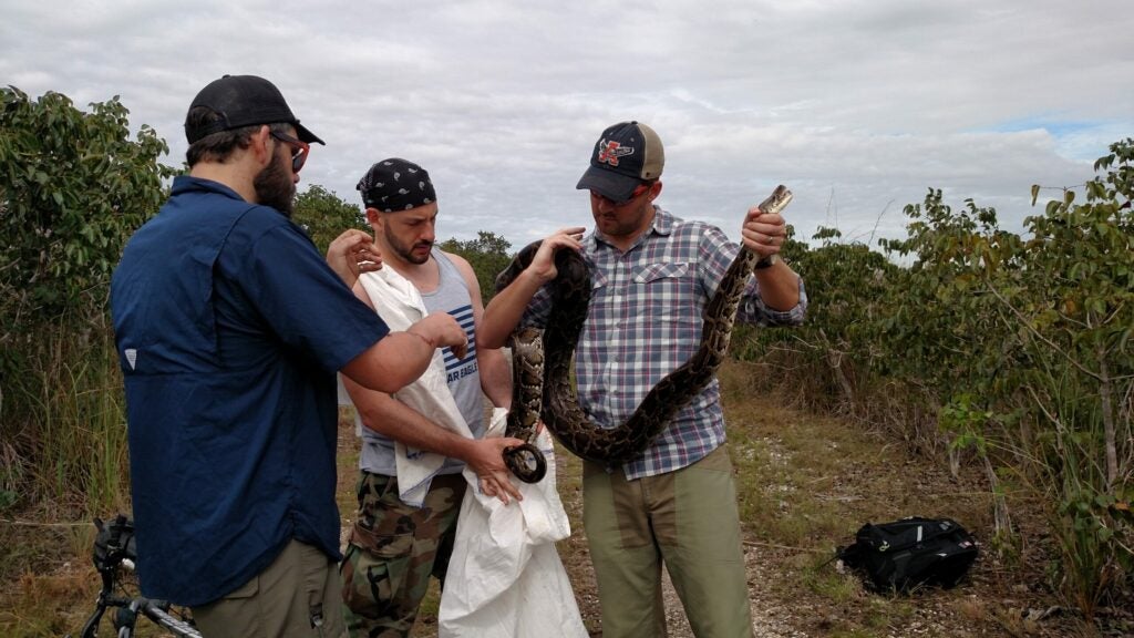 examining a 10-foot burmese python