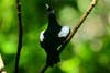 Seychelles magpie robin