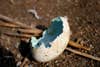Damage to booby egg from invasive rat on Isla de la Plata, Ecuador
