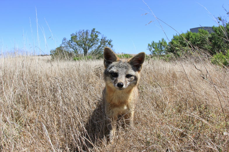 San Nicolas Island fox