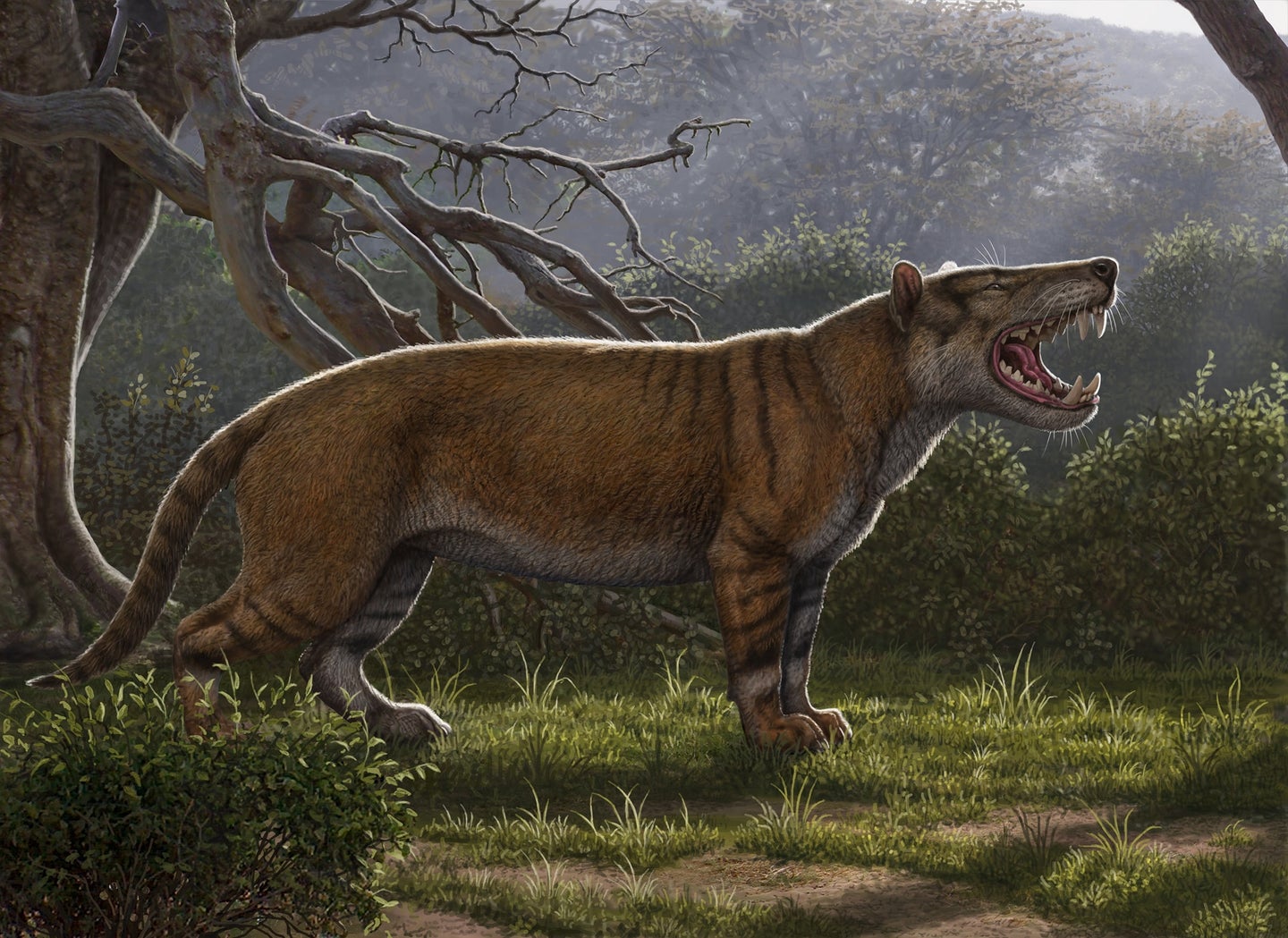 This ancient hypercarnivore had three sets of razor-sharp teeth