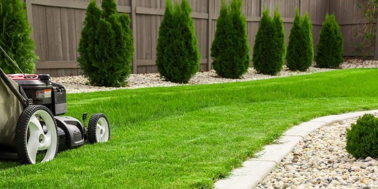 Grass isn’t always greener—here’s what to plant instead