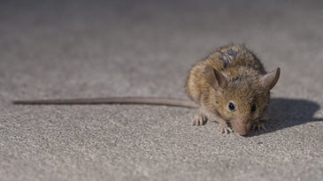 Rats love climate change