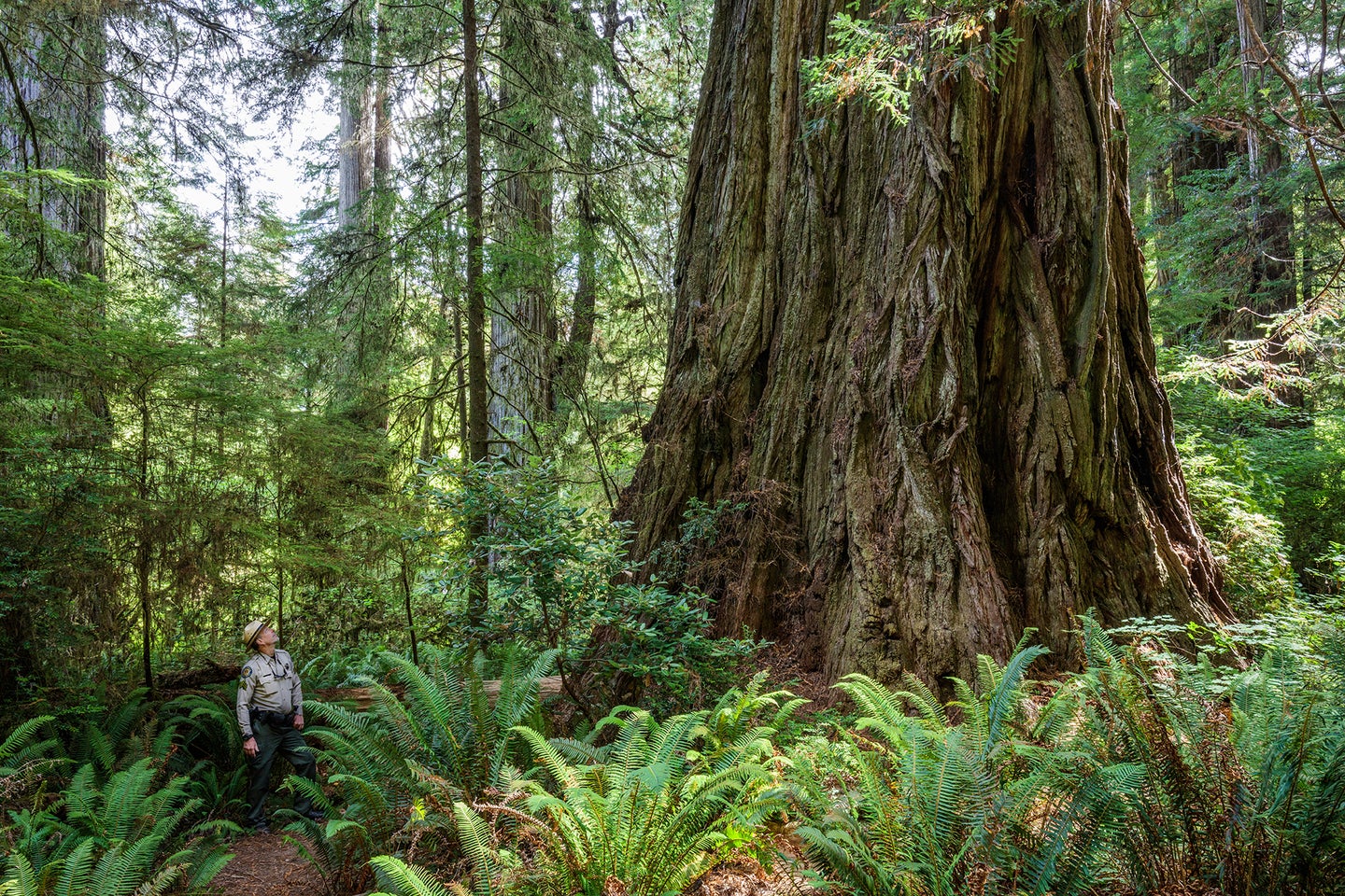 Researchers sequenced giant redwood genomes to kickstart a 23andMe for trees