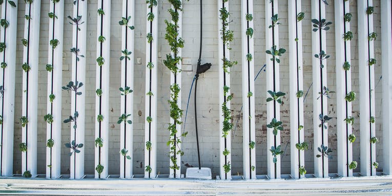 How hydroponic gardening can help you