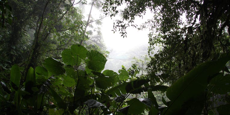 Tropical forests could soon lose their ‘enchanted mist’