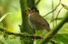 nightingale thrush