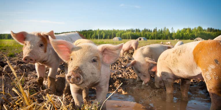 African swine fever has killed a million pigs—and isn’t slowing down