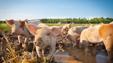 African swine fever has killed a million pigs—and isn't slowing down