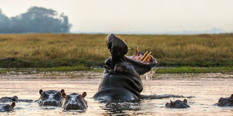 The world secretly runs on hippo poop